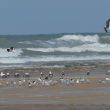 Mouettes mélanocéphales et Goélands bruns sur une plage landaise